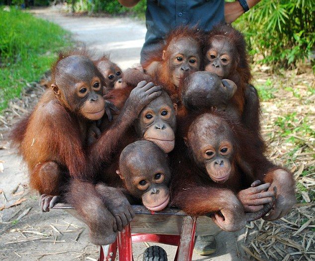 © Daily Mail Online