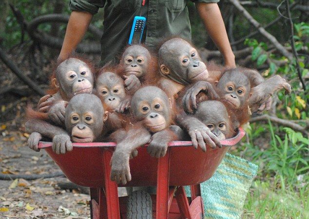 © Daily Mail Online