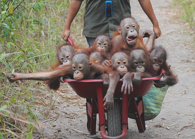 © Daily Mail Online