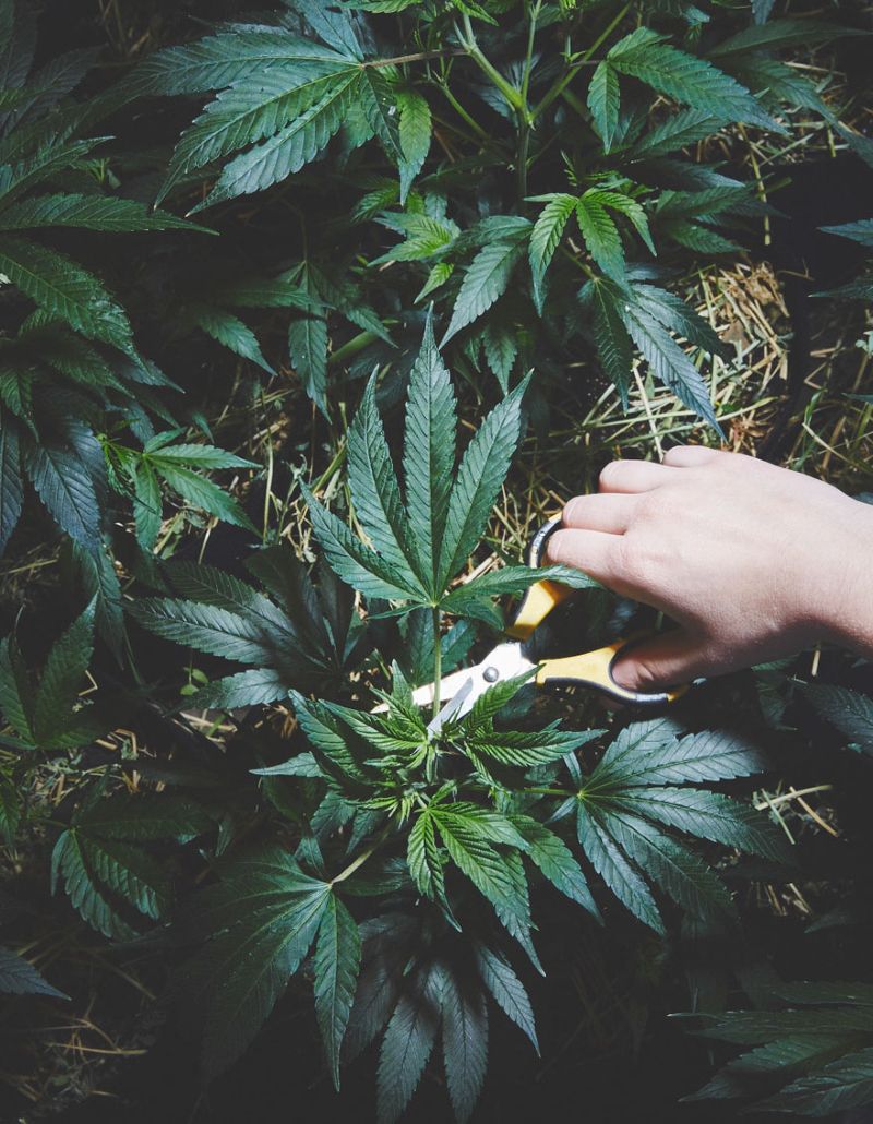 monahini-i-marihuana_11